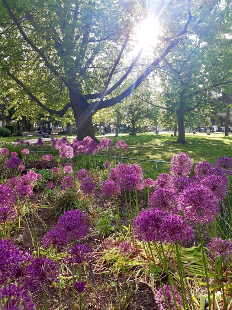 purple flowers and large trees in a sunny park 