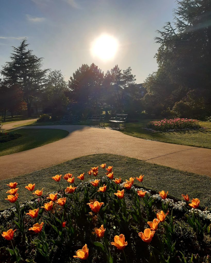 orange tulips in a sunny park